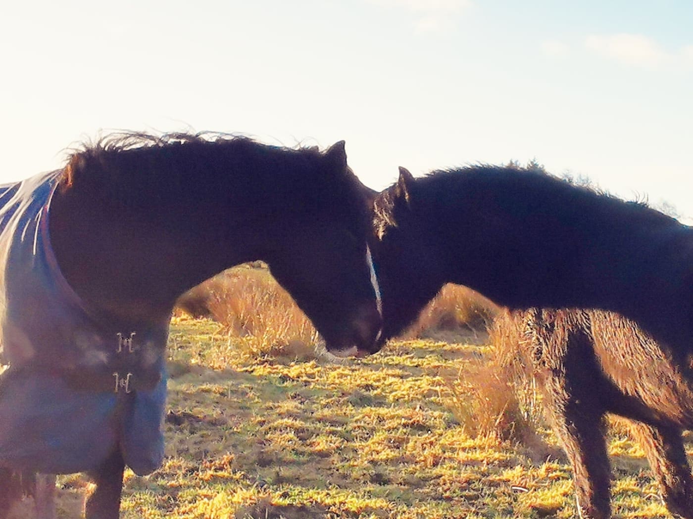 Two dark ponies standing nose to nose in a sunlit winter field